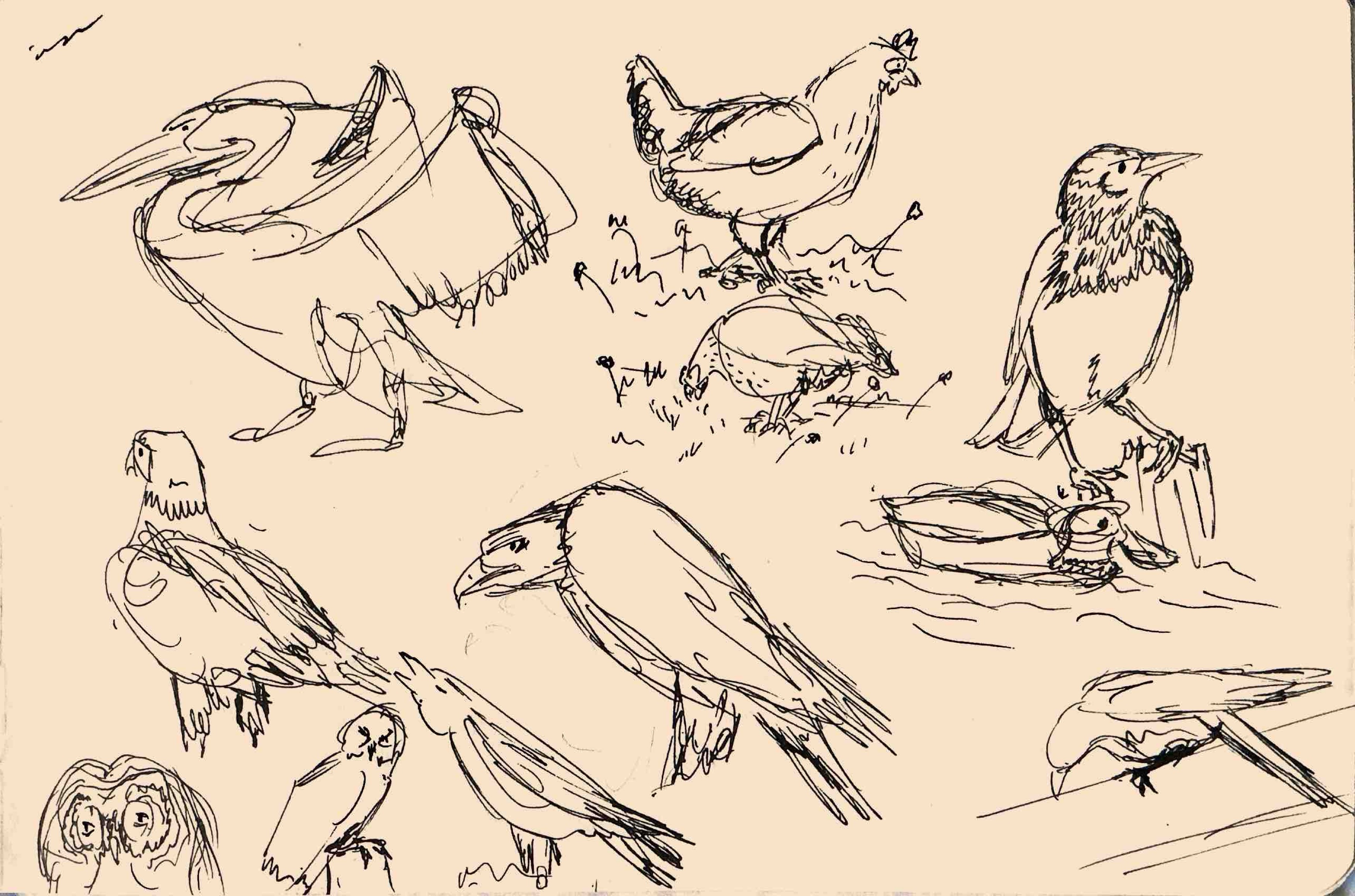 Pajaros